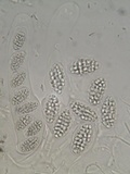 Julella vitrispora image