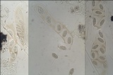 Julella vitrispora image