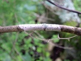 Julella vitrispora image