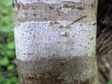 Julella vitrispora image