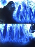 Julella vitrispora image