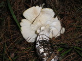 Leucopaxillus albissimus image