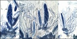 Julella vitrispora image