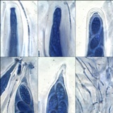 Julella vitrispora image