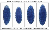 Julella vitrispora image