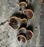 Anthracophyllum lateritium image