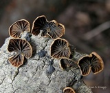 Anthracophyllum lateritium image