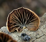 Anthracophyllum lateritium image