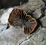 Anthracophyllum lateritium image