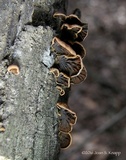 Anthracophyllum lateritium image