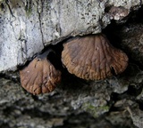 Anthracophyllum lateritium image