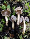 Helvella compressa image