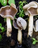 Helvella compressa image