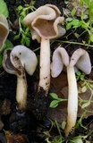 Helvella compressa image