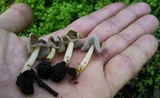 Helvella compressa image