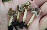 Helvella compressa image