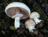 Agaricus hondensis image