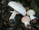Agaricus hondensis image