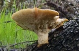 Polyporus tuberaster image