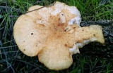 Polyporus tuberaster image