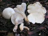 Leucopaxillus albissimus image