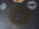 Chroogomphus vinicolor image