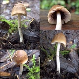 Coprinopsis pannucioides image