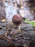 Coprinopsis pannucioides image