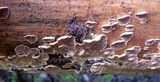 Trichaptum abietinum image