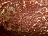 Trichaptum abietinum image