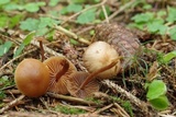 Psilocybe medullosa image