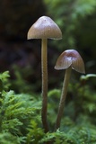 Psilocybe medullosa image