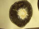 Chroogomphus vinicolor image