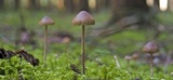 Psilocybe medullosa image