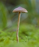 Psilocybe medullosa image