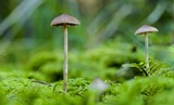 Psilocybe medullosa image