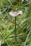 Psilocybe medullosa image
