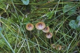 Psilocybe medullosa image