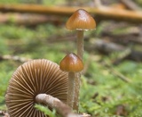Psilocybe medullosa image