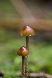 Psilocybe medullosa image