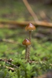 Psilocybe medullosa image