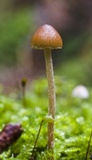 Psilocybe medullosa image