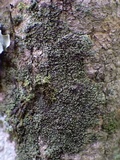 Hyperphyscia adglutinata image