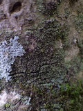 Hyperphyscia adglutinata image