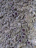 Physcia clementei image