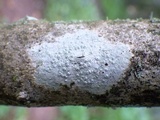 Pertusaria pustulata image