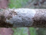Pertusaria pustulata image