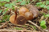 Psilocybe medullosa image
