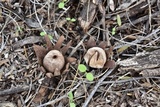 Geastrum floriforme image
