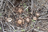 Geastrum floriforme image